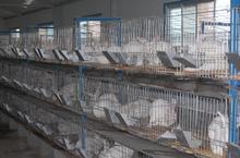 新西兰种兔养殖行情种兔养殖技术分析肉兔多少钱一只