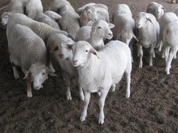供应农村养羊前景