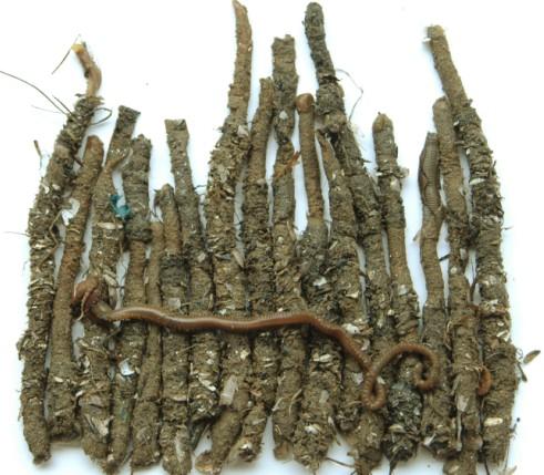 供应优质管虫管沙蚕管蛆袋虫