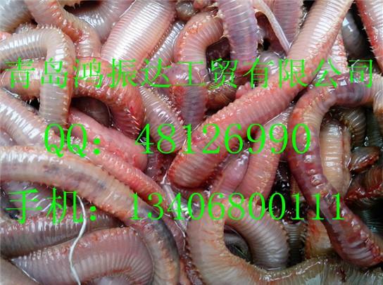 青岛市优质海钓饵红虫厂家优质海钓饵红虫