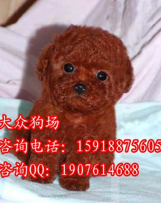 广州出售贵宾犬价格