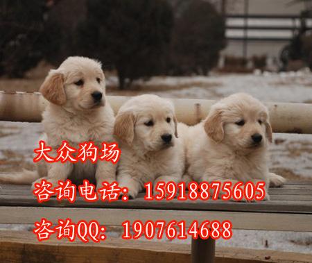 番禺区哪里有卖金毛犬番禺区哪里有卖金毛犬，广州哪里有卖金毛犬