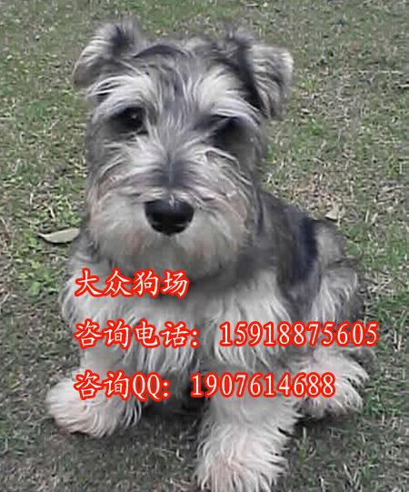 专卖雪纳瑞广州雪纳瑞照片 广州哪里有卖雪纳瑞 广州宠物狗