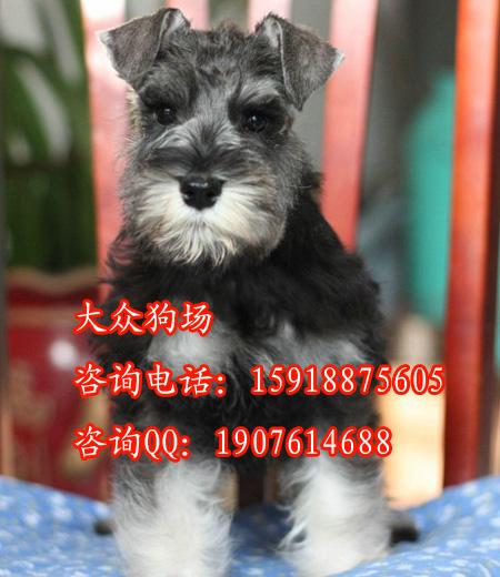 广州市专卖雪纳瑞厂家广州雪纳瑞照片 广州哪里有卖雪纳瑞 广州宠物狗