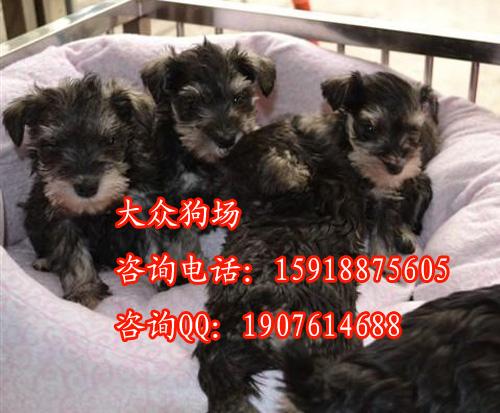 广州雪纳瑞照片 广州哪里有卖雪纳瑞 广州宠物狗