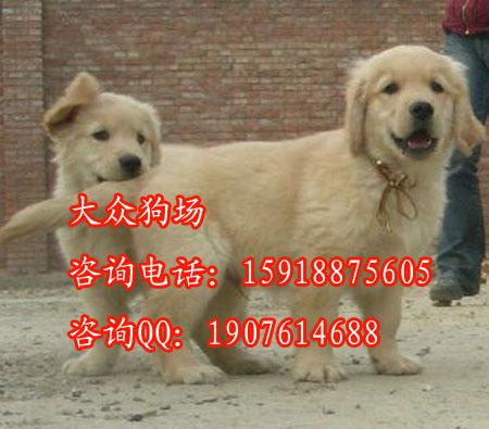 广州市番禺区哪里有卖金毛犬厂家番禺区哪里有卖金毛犬，广州哪里有卖金毛犬