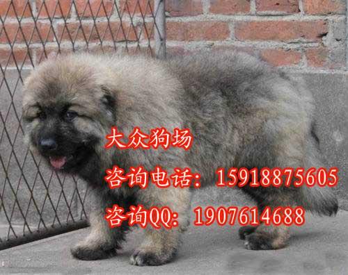 广州哪里有卖护卫犬高加索