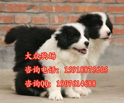 牧羊犬有多少种，在广州哪里有卖牧羊犬 大众狗场专业繁殖牧羊犬