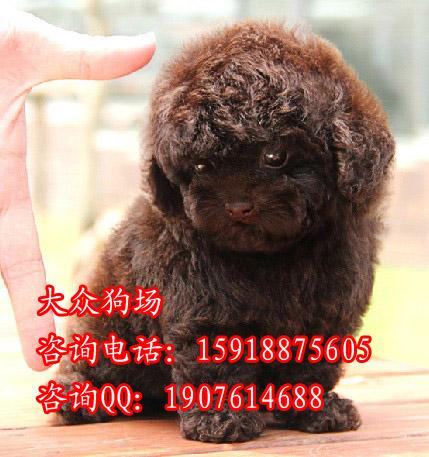 广州哪里有狗场卖狗 广州边度有卖贵宾犬 广州玩具贵宾犬多少钱 