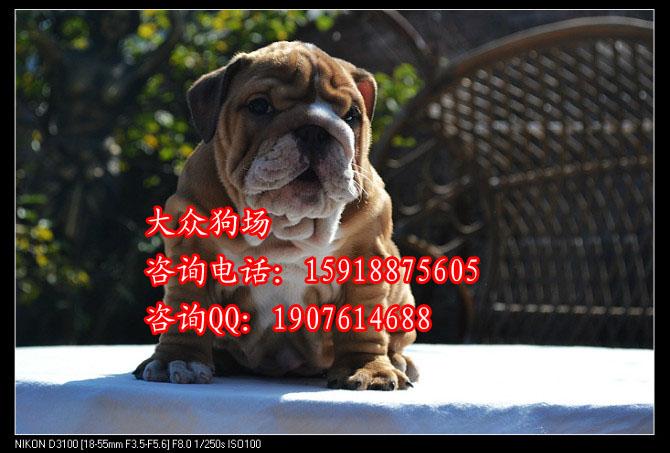 广州哪里有卖斗牛犬 广州哪里有卖狗的狗场