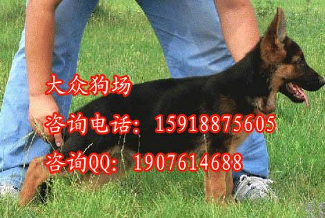 广州出售德国牧羊犬黑背价格批发