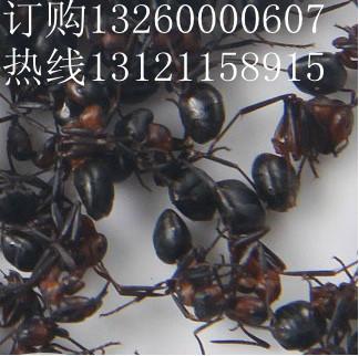 供应黑蚂蚁野生黑蚂蚁北京黑蚂蚁哪里卖黑蚂蚁