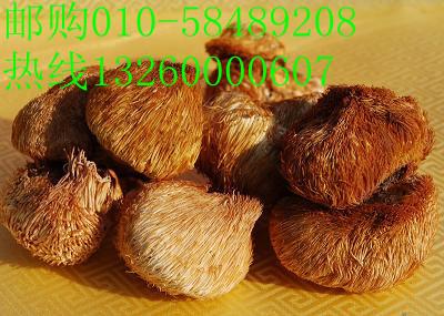供应野生猴头菇北京猴头菇专卖北京东北特产猴头菇