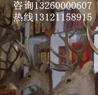 供应北京梅花鹿鹿头标本哪里卖鹿头标本哪里卖/鹿头标本哪里买