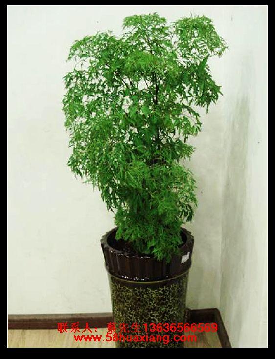 供应上海植物租赁公司哪家好植物租赁