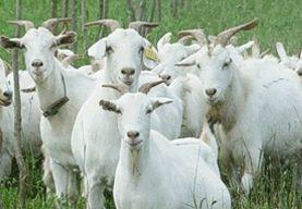 2013年养殖波尔山羊的利润高吗