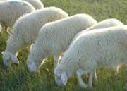 供应正规养殖波尔山羊的羊舍建设