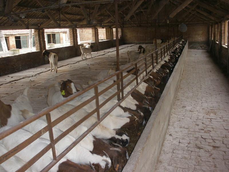 济宁市农村养羊厂家供应农村养羊效益怎么样，养什么羊