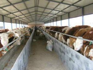 供应云南鲁西黄牛犊价格西门塔尔牛养殖图片