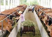近期鲁西黄牛的价格鲁西黄牛种牛批发