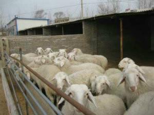 供应农村养羊效益怎么样，养什么羊图片