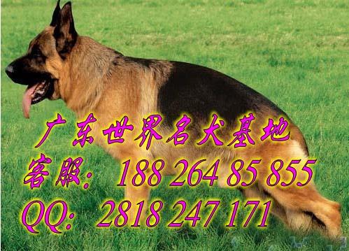 供应广州哪里有卖德国牧羊犬 买狗首选信誉好的名虹狗场