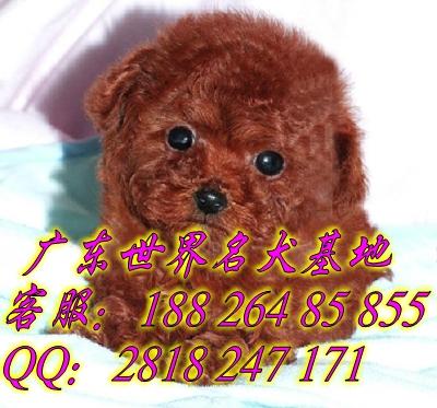供应在广州哪里买泰迪熊狗好一点 广州信誉好的狗场在哪里图片