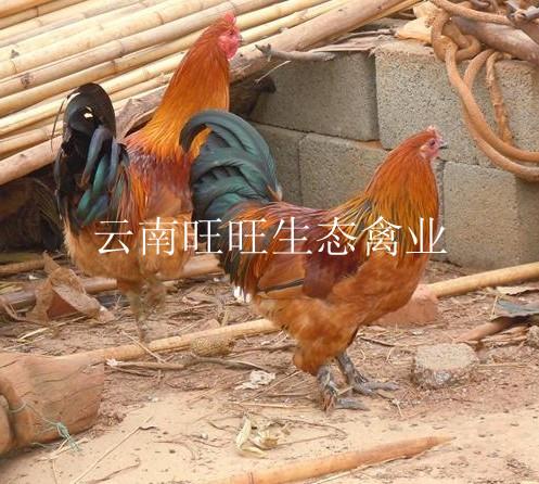 养殖土鸡技术请咨询云南旺旺生态禽业养殖有限公司图片