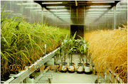 供应植物生长长人工气候室