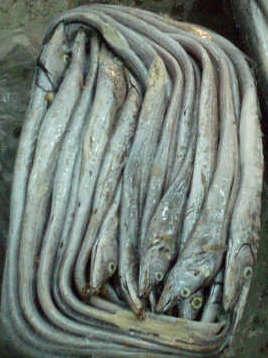 供应印度顶级冷冻带鱼日本鳕鱼报价图片