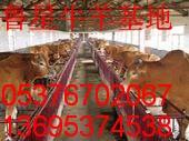 供应山东最大的鲁西黄牛养殖场