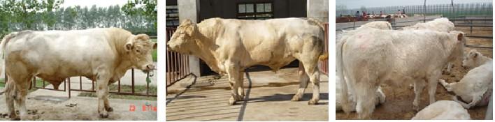 供应夏洛莱牛山东鲁星牧业肉牛养殖场图片
