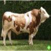 供应肉牛种羊养殖技术科学养牛视频图片