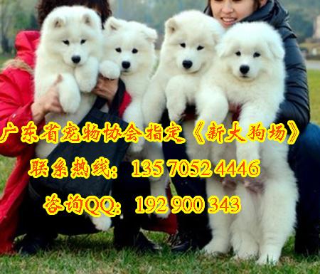供应萨摩耶广州那里有卖纯种萨摩耶幼犬 广州萨摩耶宠物狗雪橇