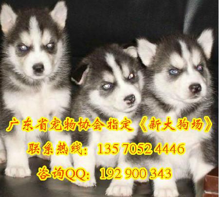 供应广州哪里有卖纯种阿拉斯加犬，萨摩耶犬，哈士奇幼犬图片