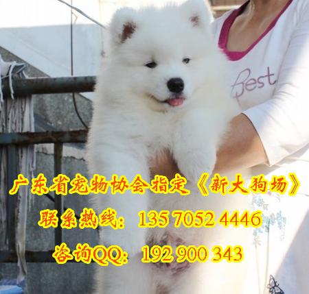 供应萨摩耶广州那里有卖纯种萨摩耶幼犬 广州萨摩耶宠物狗雪橇
