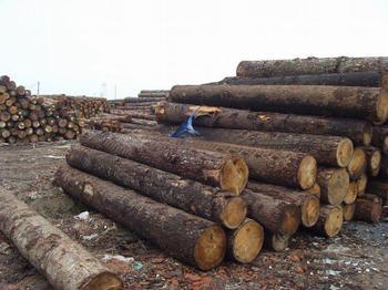 北美原木/板材的进口清关 木材进口报关代理公司