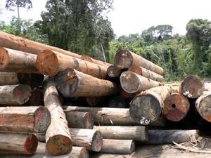 北美/南美木材进口/广州口岸报关要什么资料证明图片