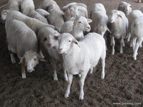 供应山东波尔山羊孕羊小尾寒羊养殖场图片