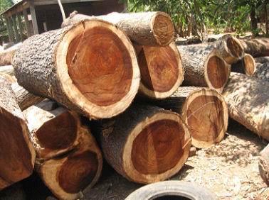 泰国橡胶木进口费用上海橡胶木进口报关公司