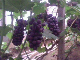 供应  新品种黑色甜菜葡萄