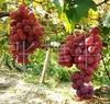 潍坊市红巴拉蒂葡萄厂家供应红巴拉蒂葡萄