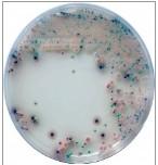 供应李斯特菌显色培养基法国科玛嘉，法国科玛嘉显色培养基，培养基
