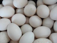 福建兴羽禽业供应番鸭种蛋受精率90以上图片