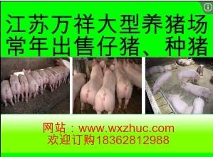 供应杭州小猪崽最新价格包成活率