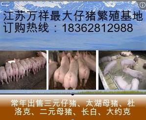 宿迁市亳州市仔猪最新价格今日母猪价格厂家