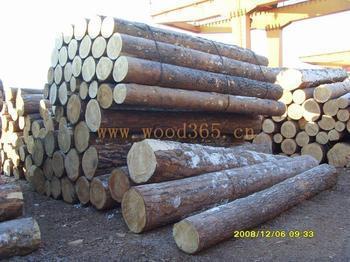 巴西白象牙木原木木材进口报关/上海进口报关代理公司图片