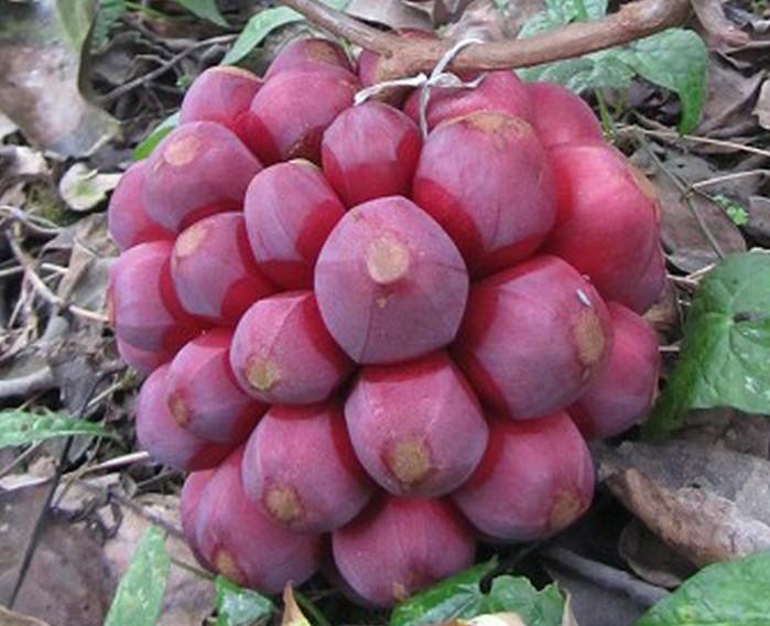 供应菠萝葡萄药材作用，奇花异果布福娜种植基地，菠萝葡萄药用价值
