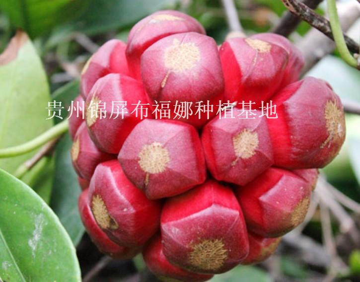 供应菠萝葡萄发源地，贵州菠萝葡萄发源地