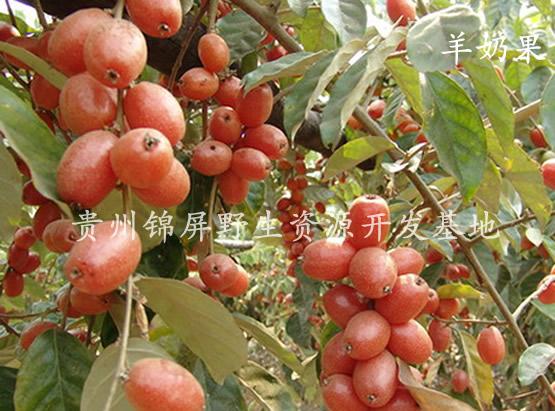 云南德宏州特产水果羊奶果批发